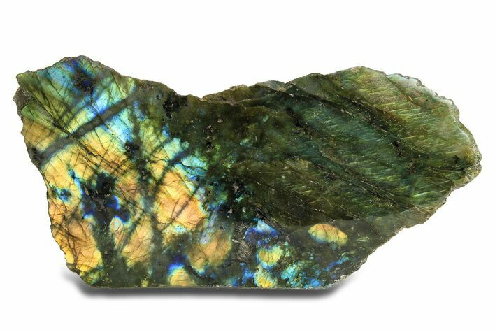 Single Side Polished Labradorite Section - Madagascar #295465